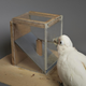 A cockatoo using a cardboard tool to reach a cashew.